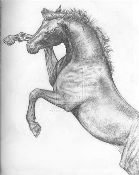 Horse Rearing Up Drawing at PaintingValley.com | Explore collection of ...