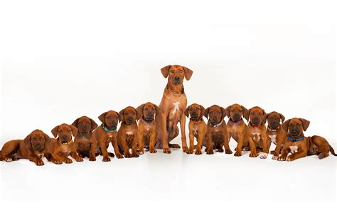 Welcome to Ojore Rhodesian Ridgeback Puppies