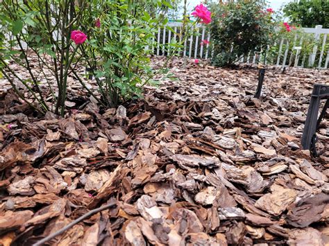 Mulch Options for the Home Landscape - UF/IFAS Extension Lake County