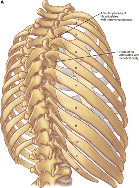 Figure 5 from The anatomy of the ribs and the sternum and their ...