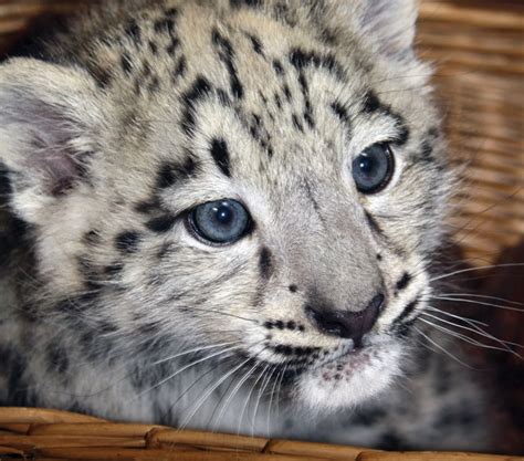 Snow Leopard Cubs | VICE | United States