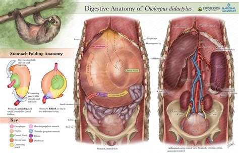 Sloth Anatomy : r/sloths