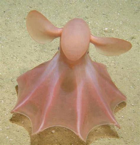 The Dumbo Octopus belongs to the genus Grimpoteuthis, and is given its ...