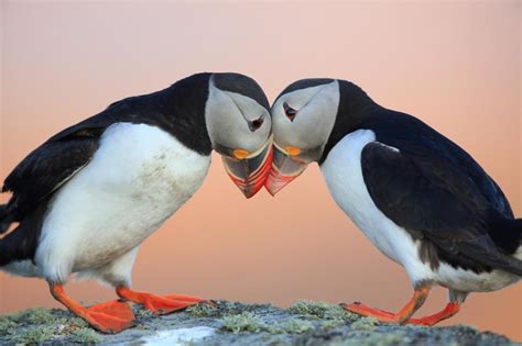 Quels animaux peut-on observer en Islande ? - Fjallabak