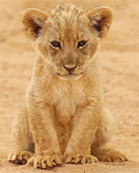 Wildlife Animals & Nature — . Cute Lion Cub. Photography by @ (Johann...