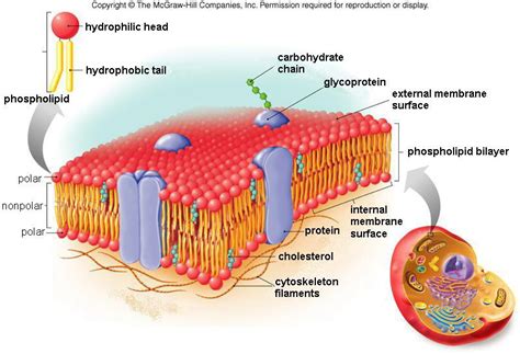 cell membrane diagram : Biological Science Picture Directory – Pulpbits.net