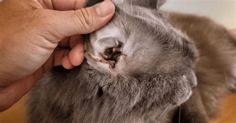 How To Tell If Your Cat Has Ear Mites In Easy Steps! Hepper | vlr.eng.br