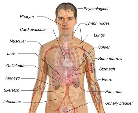 Human Body Organs Diagram