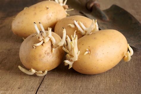 Speed Up Potato Sprouting: Expert Tips and Tricks - PlantHD