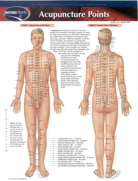 ACUPUNCTURE POINTS PERMA CHART - Opis Supplies Shop