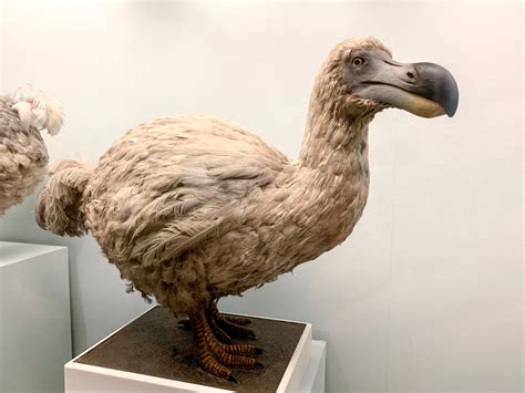 5 Things You May Not Have Known About The Dodo Bird | Discover Magazine