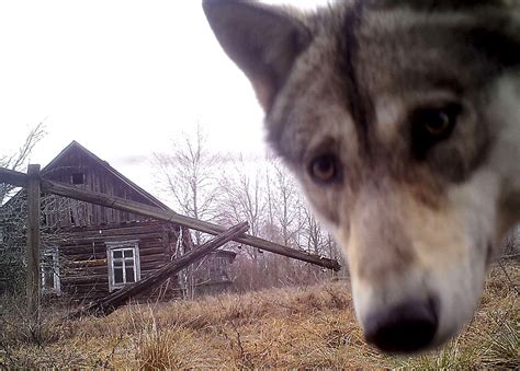 Chernobyl disaster: How wildlife in the exclusion zone is really faring ...