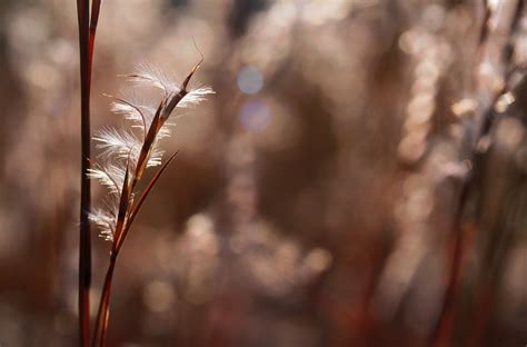 10 Best Ornamental Grasses for Winter Gardens