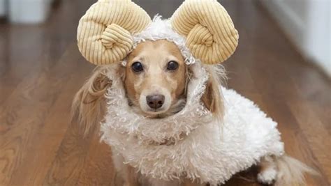 10 Best Wiener Dog Costumes For Halloween [PICTURES] - DogTime