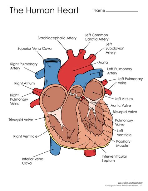 human-heart-diagram - Tim's Printables