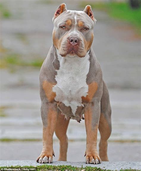 Why the American Bully XL ban might not work: Experts warn dogs are ...