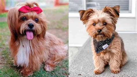 Shorkie | Yorkie-Shihtzu Mix | What's Good and Bad About 'Em?