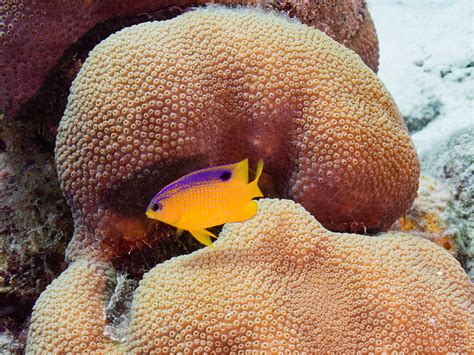 Longfin Damselfish | OLYMPUS DIGITAL CAMERA | John Vohs | Flickr