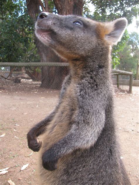 G'day, eh!: Phillip Island Wildlife Park