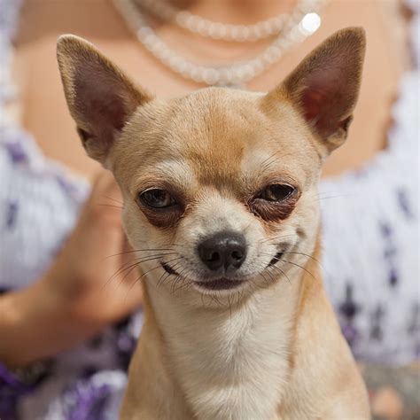 [最も人気のある！] angry chihuahua meme 213027-Angry chihuahua meme generator