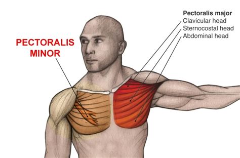 Chest Muscles Anatomy, Function (Pectoral Muscles)