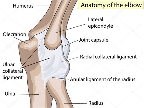 Diseño anatómico. ligamento colateral radial y posterior de la ...