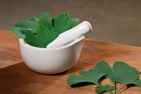 Ginkgo Leaf Uses – Applications For Leaves Of Ginkgo Trees | Gardening ...