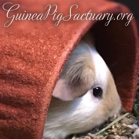 Guinea Pig Sanctuary | CUDDLY