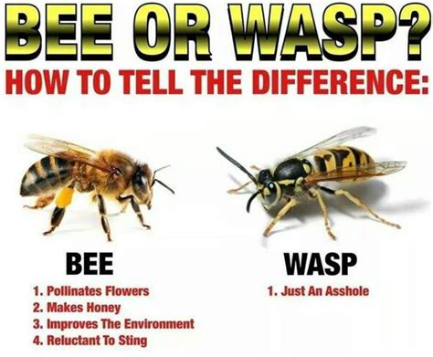 how to tell the difference between a bee and a wasp - Gerry Walsh