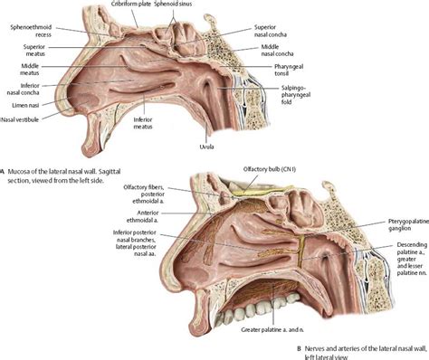 Nasal Cavity & Nose - Atlas of Anatomy