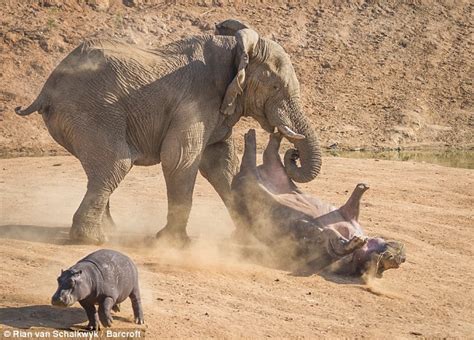 So Touching! Image of Mother Elephant Aggressively Throwing Mother ...