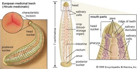 Leech | Annelid, Bloodsucking Parasite & Medicinal Uses | Britannica