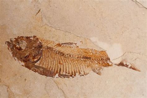 The Oldest Complete Fish Fossil was Discovered Thanks to Kung Fu ...