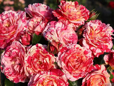 Buy Abracadabra ® – Floribunda Rose – AGEL ROSEN