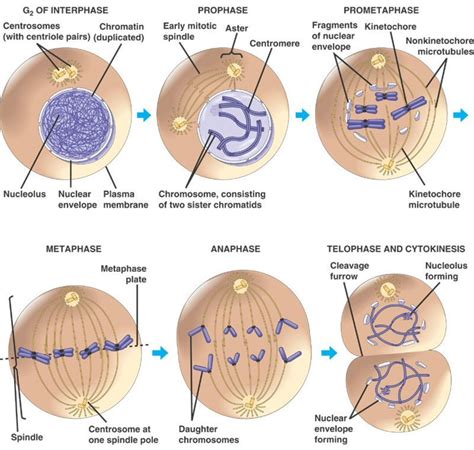 Cell Cycle Stages: Mitosis (Metaphase, Anaphase, Telophase) - Owlcation