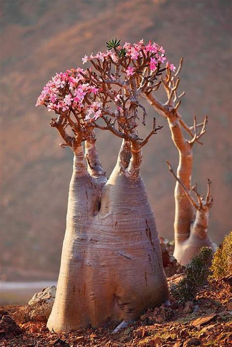 Sign in | Weird plants, Desert flowers, Plants