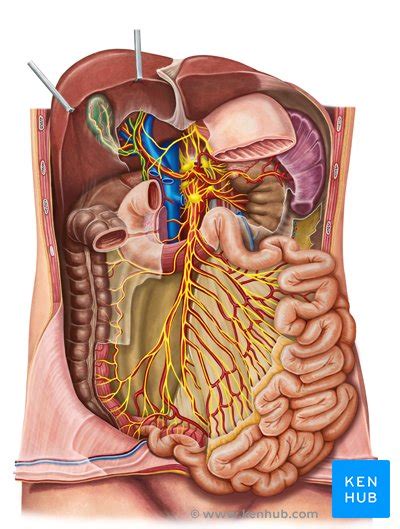 General Structure Of The Male And Female Pelvis : Superior Phrenic ...