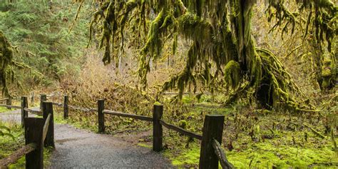 Hoh Rain Forest's Hall of Moss Trail | Outdoor Project