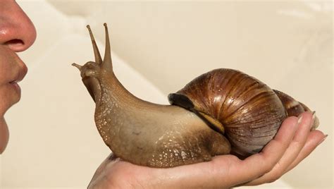 Ancient Humans Cooked And Ate Giant Land Snails Around 170,000 Years ...