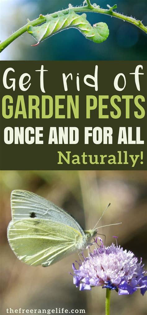 Learn how to control garden pests naturally with these DIY organic ...