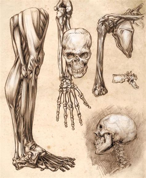 Design Context: OUGD403: Research Into The Human Anatomy