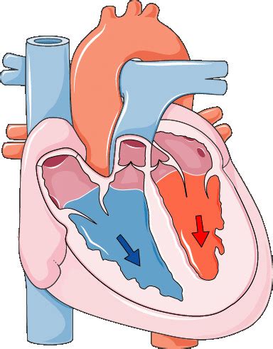 2: Diagram of the cardiac cycle in four steps: (a) atrial diastole, (b ...