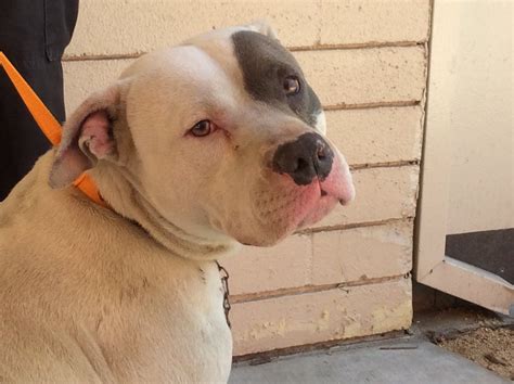 American Pit Bull Terrier dog for Adoption in pomona, CA. ADN-518206 on ...