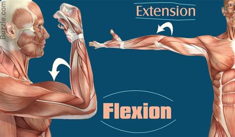 Comparison Between Flexion and Extension | Anatomy class, Extensions ...