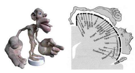 ProÉtica: Wilder Penfield - Um Herói para a Humanidade...