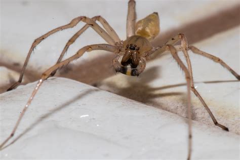 Long legged yellow sac spider - taken near Ottawa Canada : r/spiders