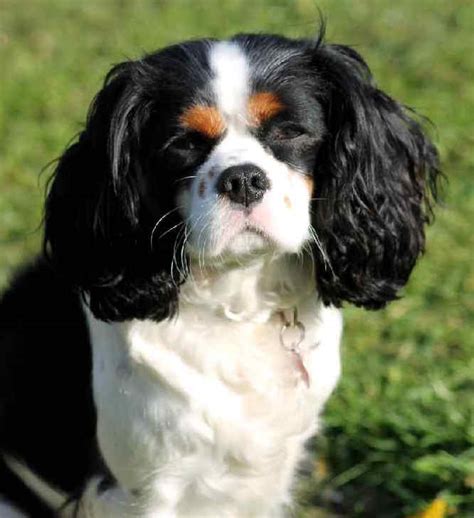 English Toy Spaniel Temperament & Puppy Info (Price, Breeders, etc)