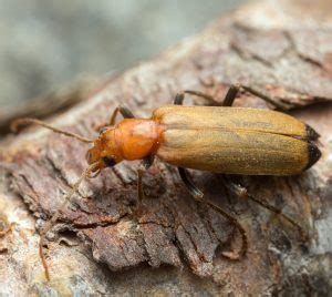 Identifying Wood-boring Insects | Garratt's Damp Blogs