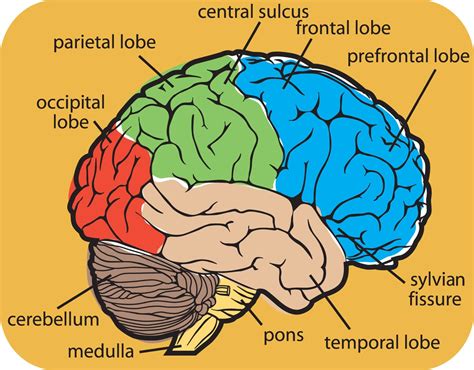 Diagram of Human Brain System - Health Images Reference