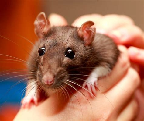 Keeping And Caring For Pet Rats | atelier-yuwa.ciao.jp